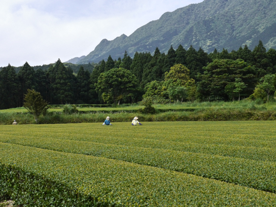 Blick über den Teegarten von Watanabe auf Yakushima