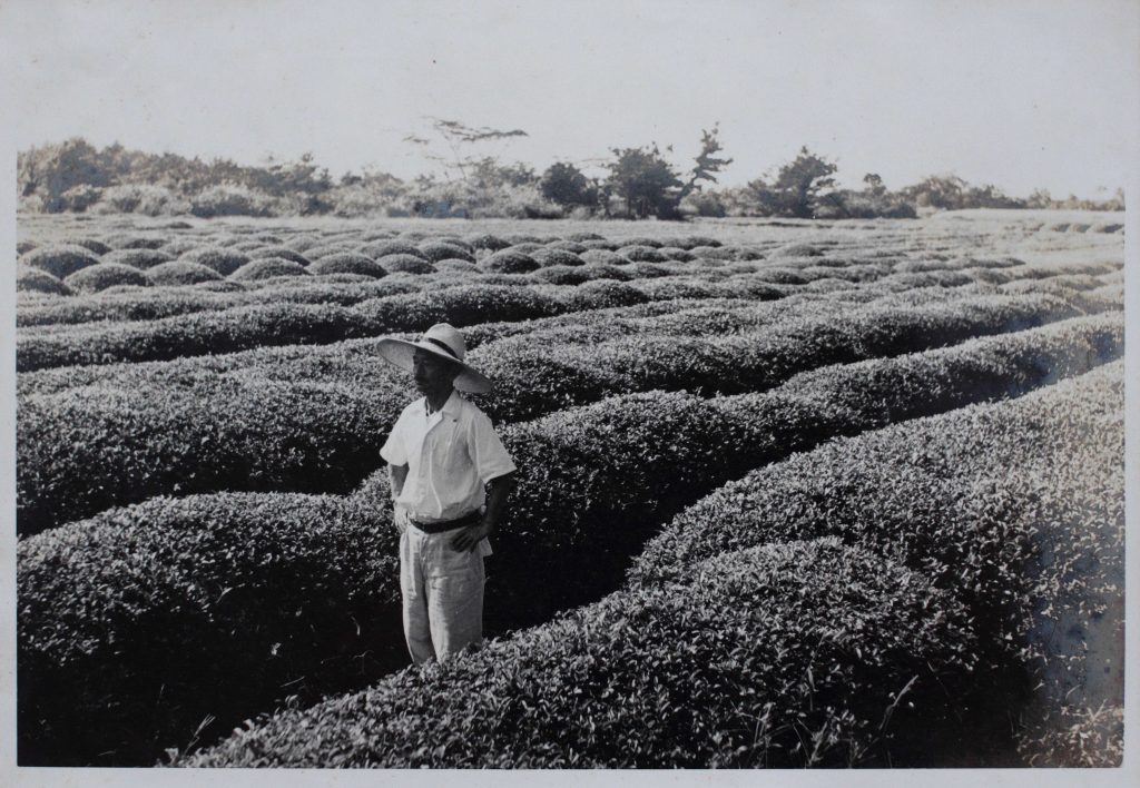 Une vue historique – arbustes zairai du jardin de thé de la famille Hayashi à Kirishima 